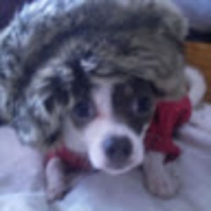 Meet your Posher, Brecan